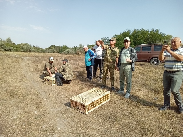 в естественную среду обитания выпустили очередную партию краснокнижного фазана.